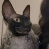🦇 Эмодзи «Cats Котики» для Telegram