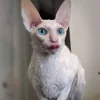 🕊 Эмодзи «Cats Котики» для Telegram