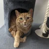 ☀️ Эмодзи «Cats Котики» для Telegram