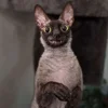 🦇 Эмодзи «Cats Котики» для Telegram