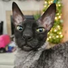 🦇 Эмодзи «Cats Котики» для Telegram