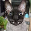 🦇 Эмодзи «Cats Котики» для Telegram