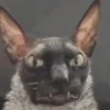 🦇 Эмодзи «Cats Котики» для Telegram