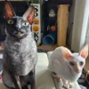 🦇 Эмодзи «Cats Котики» для Telegram