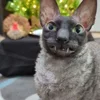 🦇 Эмодзи «Cats Котики» для Telegram
