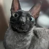 🦇 Эмодзи «Cats Котики» для Telegram