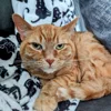 ☀️ Эмодзи «Cats Котики» для Telegram