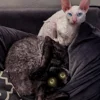 🦇 Эмодзи «Cats Котики» для Telegram