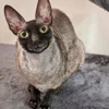 🦇 Эмодзи «Cats Котики» для Telegram