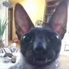 🦇 Эмодзи «Cats Котики» для Telegram