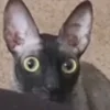 Стикерпак Cats Котики для Telegram