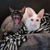 🦇 Эмодзи «Cats Котики» для Telegram