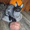 🦇 Эмодзи «Cats Котики» для Telegram