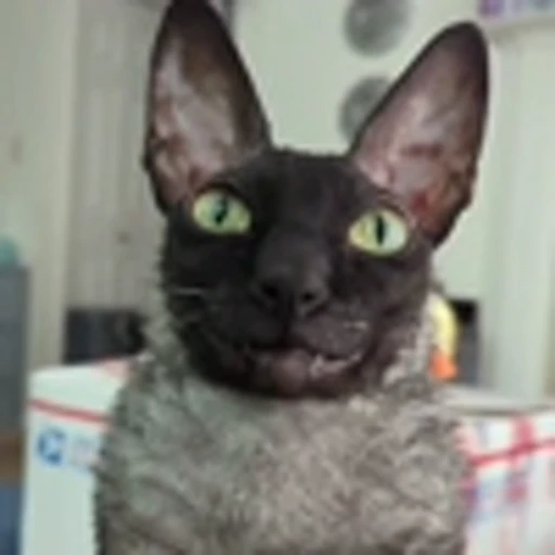 🦇 Эмодзи «Cats Котики» для Telegram