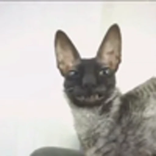 🦇 Эмодзи «Cats Котики» для Telegram