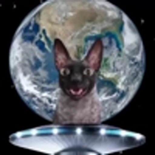 🦇 Эмодзи «Cats Котики» для Telegram