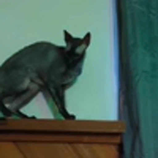 🦇 Эмодзи «Cats Котики» для Telegram