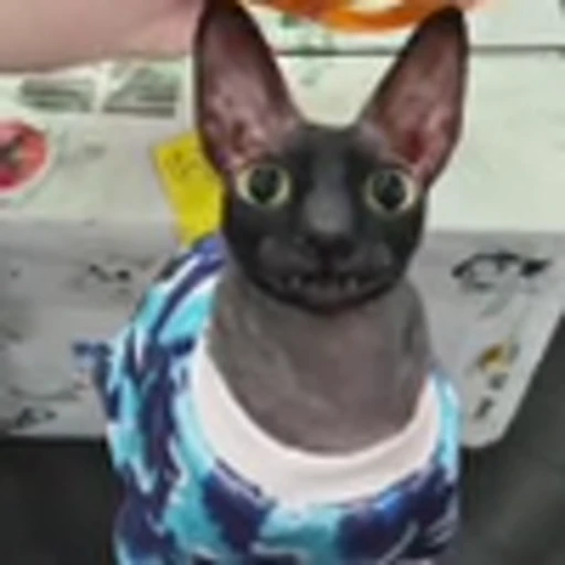 🦇 Эмодзи «Cats Котики» для Telegram