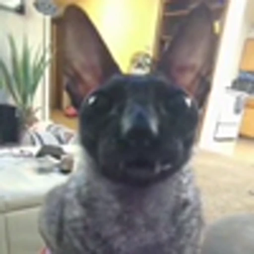 🦇 Эмодзи «Cats Котики» для Telegram