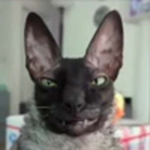 🦇 Эмодзи «Cats Котики» для Telegram