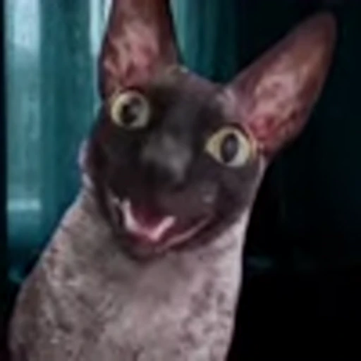 🦇 Эмодзи «Cats Котики» для Telegram