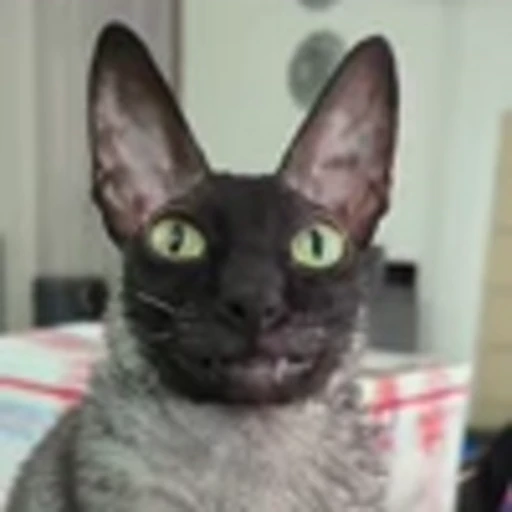 🦇 Эмодзи «Cats Котики» для Telegram