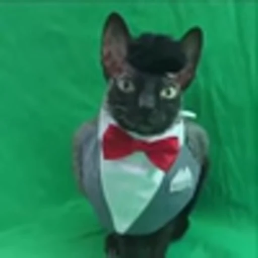 🦇 Эмодзи «Cats Котики» для Telegram