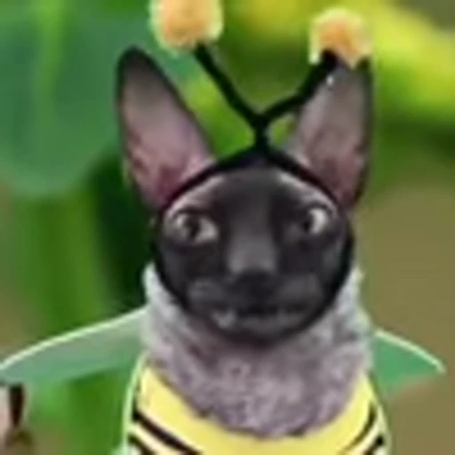🦇 Эмодзи «Cats Котики» для Telegram
