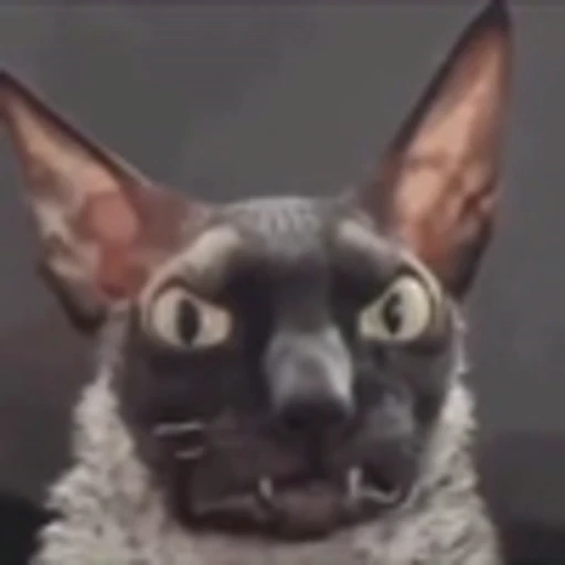 🦇 Эмодзи «Cats Котики» для Telegram
