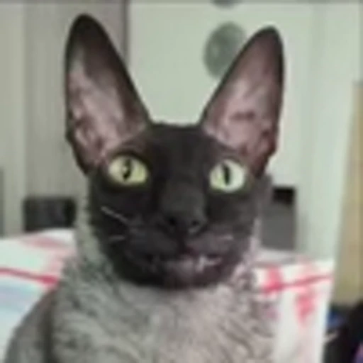 🦇 Эмодзи «Cats Котики» для Telegram