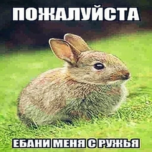 😍 Стикер «бля буду крабсбургером» для Telegram