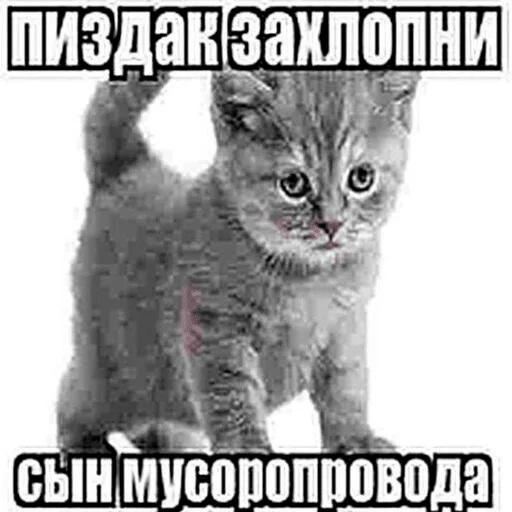 😘 Стикер «бля буду крабсбургером» для Telegram