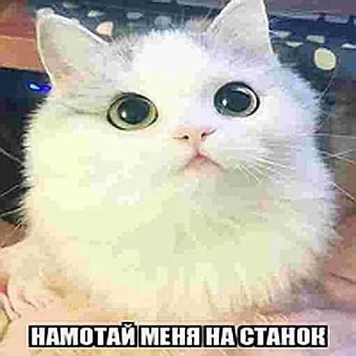 😍 Стикер «бля буду крабсбургером» для Telegram