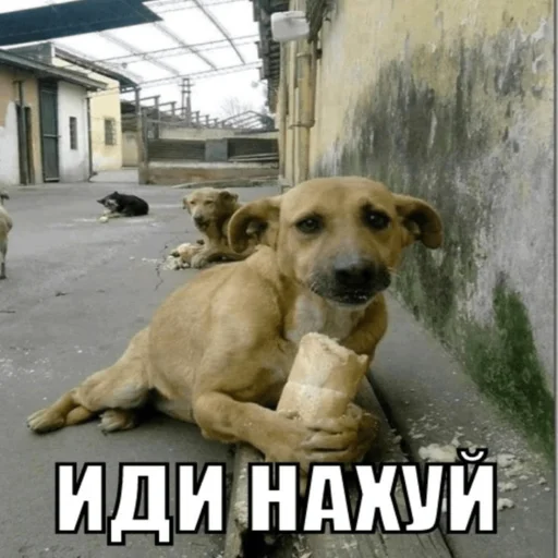 😡 Стикер «бля буду крабсбургером» для Telegram
