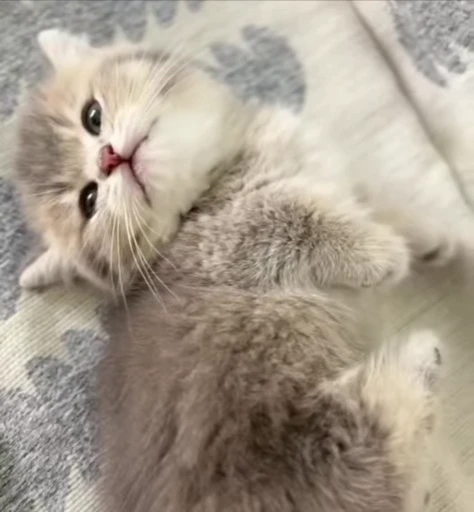 😾 Стикер «сюда мяу ->» для Telegram