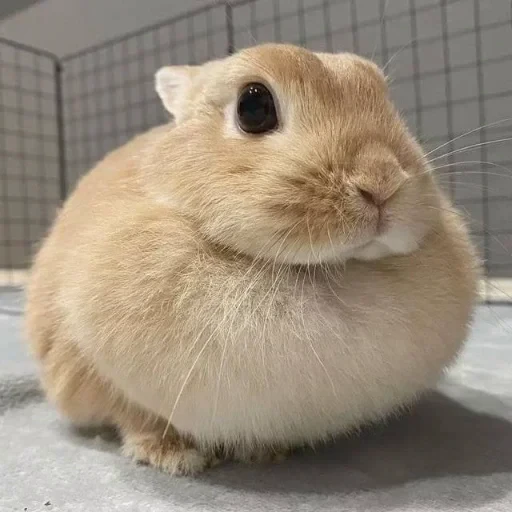 🐇 Стикер «сюда мяу ->» для Telegram