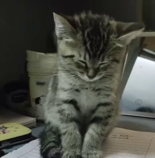 💤 Стикер «сюда мяу ->» для Telegram