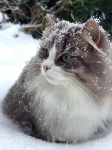 ❄️ Стикер «сюда мяу ->» для Telegram