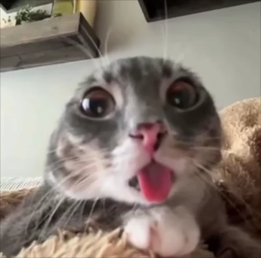 😜 Стикер «сюда мяу ->» для Telegram