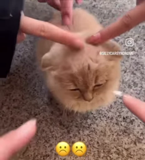 ☹️ Стикер «сюда мяу ->» для Telegram