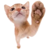 Стикерпак Kitties для Telegram