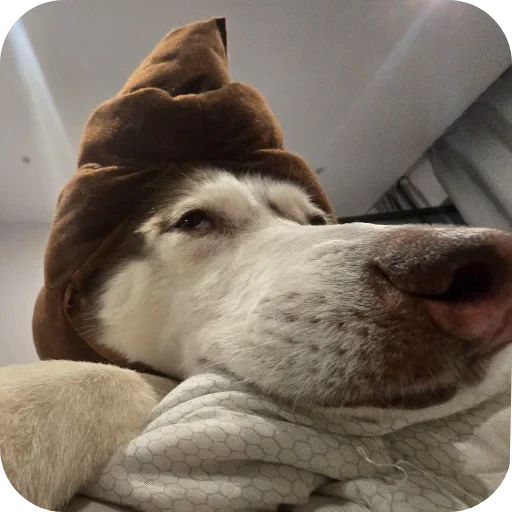 🐶 Стикер «тоха т2х2» для Telegram