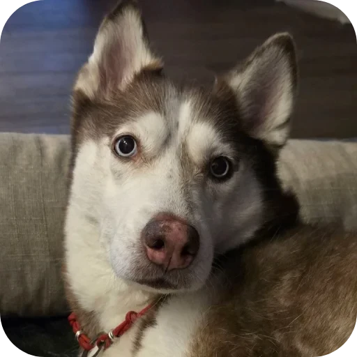 🐶 Стикер «тоха т2х2» для Telegram