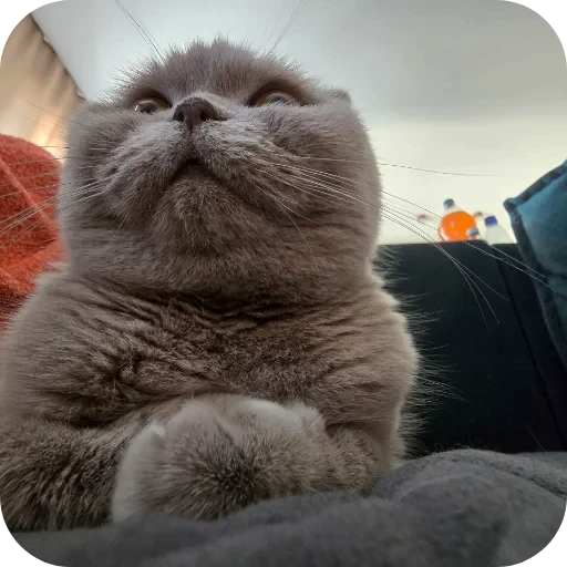 🐱 Стикер «тоха т2х2» для Telegram