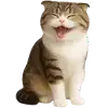 🤣 Эмодзи «Шотландский кот» для Telegram