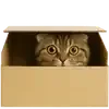 👀 Эмодзи «Шотландский кот» для Telegram