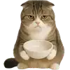 😋 Эмодзи «Шотландский кот» для Telegram