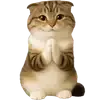 🙏 Эмодзи «Шотландский кот» для Telegram