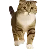 🐈 Эмодзи «Шотландский кот» для Telegram