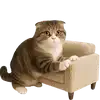 🐾 Эмодзи «Шотландский кот» для Telegram